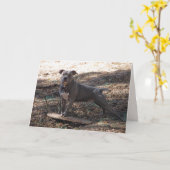 Pitbull met Skateboard Verjaardag Kaart (Gele Bloem)