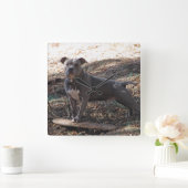 Pitbull met skateboard Wall-klok Vierkante Klok (Huis)