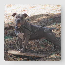 Pitbull met skateboard Wall-klok Vierkante Klok