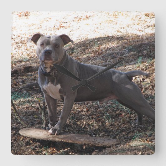 Pitbull met skateboard Wall-klok Vierkante Klok (Voorkant)