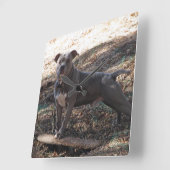 Pitbull met skateboard Wall-klok Vierkante Klok (Hoek)
