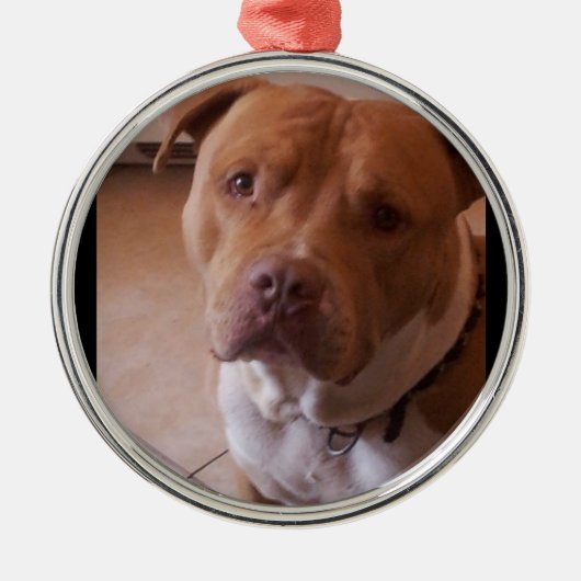 pitbull metalen ornament (Voorkant)