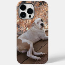 Pitbull Porch Dog iPhone Case
