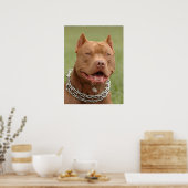Pitbull Poster (Keuken)