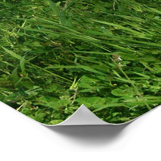 Pitbull-poster Poster (Hoek)