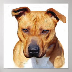 Pitbull-poster Poster