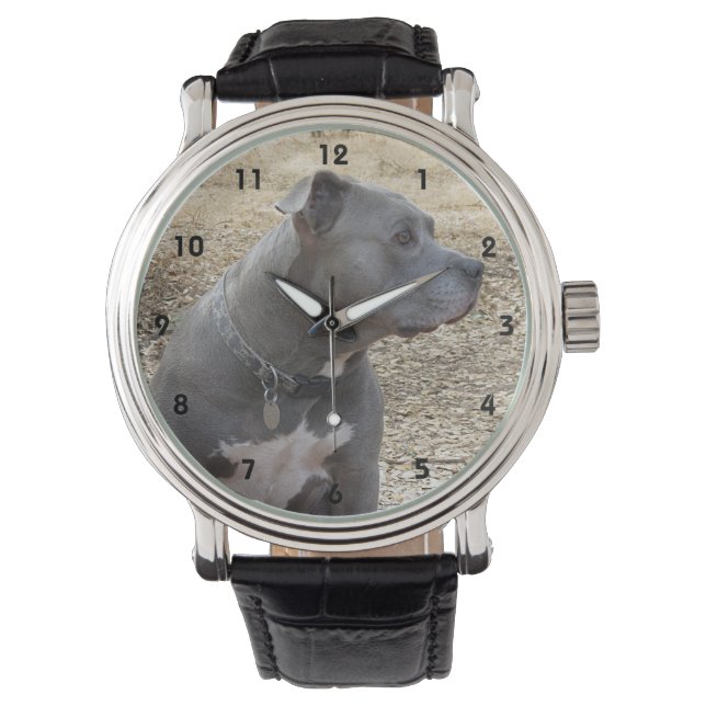 Pitbull Profile Watch Horloge (Voorkant)
