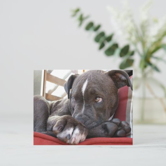 Pitbull Pup Briefkaart (Staand voorkant)