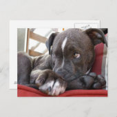 Pitbull Pup Briefkaart (Voorkant / Achterkant)