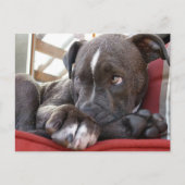 Pitbull Pup Briefkaart (Voorkant)