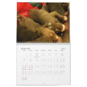 Pitbull Puppies Groei kalender (Feb 2027)