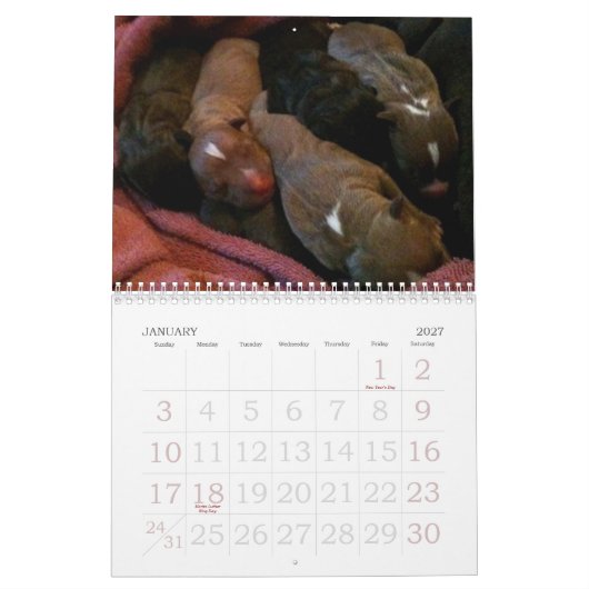 Pitbull Puppies Groei kalender (Jan 2027)