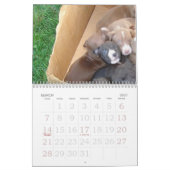Pitbull Puppies Groei kalender (Mar 2027)