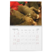 Pitbull Puppies Groei kalender (Feb 2026)