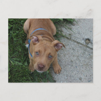 Pitbull Puppy Briefkaart