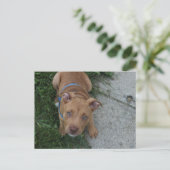 Pitbull Puppy Briefkaart (Staand voorkant)