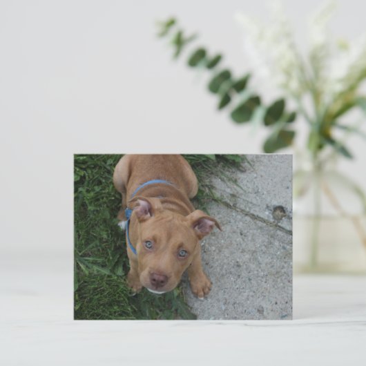Pitbull Puppy Briefkaart (Staand voorkant)