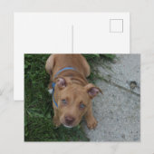 Pitbull Puppy Briefkaart (Voorkant / Achterkant)
