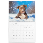 PitBull Puppy Dog Love Pit Bulls Kalender (Jan 2026)