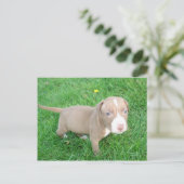 PITBULL PUPPY IN HET BRIEFKAART GRASS (Staand voorkant)