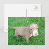 PITBULL PUPPY IN HET BRIEFKAART GRASS (Voorkant / Achterkant)