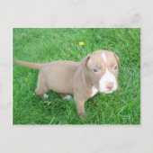 PITBULL PUPPY IN HET BRIEFKAART GRASS (Voorkant)