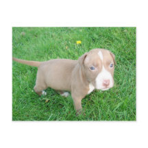PITBULL PUPPY IN HET BRIEFKAART GRASS
