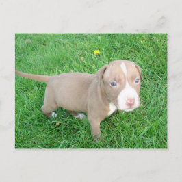 PITBULL PUPPY IN HET BRIEFKAART GRASS