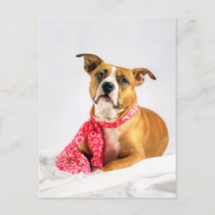 Pitbull Puppy Love in Roze Briefkaart