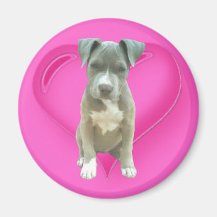 Pitbull puppy magneet