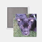 Pitbull Puppy Magneet (Voorkant / Achterkant)