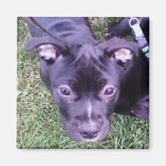 Pitbull Puppy Magneet