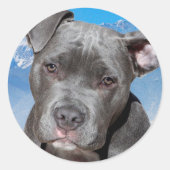 Pitbull Ronde Sticker (Voorkant)