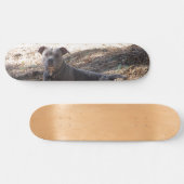 Pitbull Skateboard (Horizontaal)