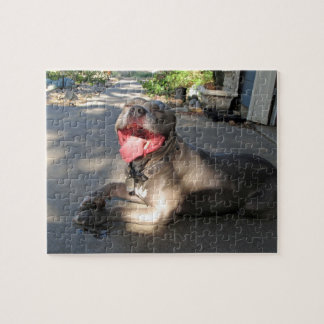 Pitbull Sloppy Dog Kiss Puzzle Legpuzzel