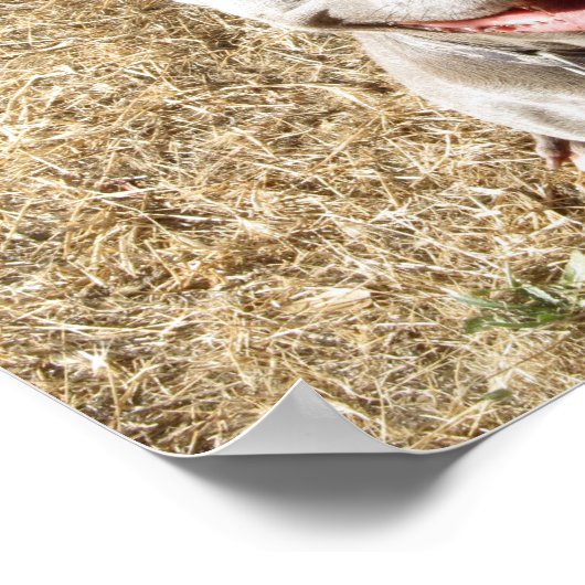 Pitbull Smiling Dog's Love Poster (Hoek)