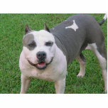 pitbull staand fotobeeldje<br><div class="desc">PIT BULL KAN HEM EEN STATUELE SLEUTELHANGER BUTTON MAKEN. ER ZIJN VERSCHILLENDE OPTIES</div>