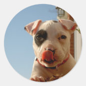 Pitbull stickers (Voorkant)