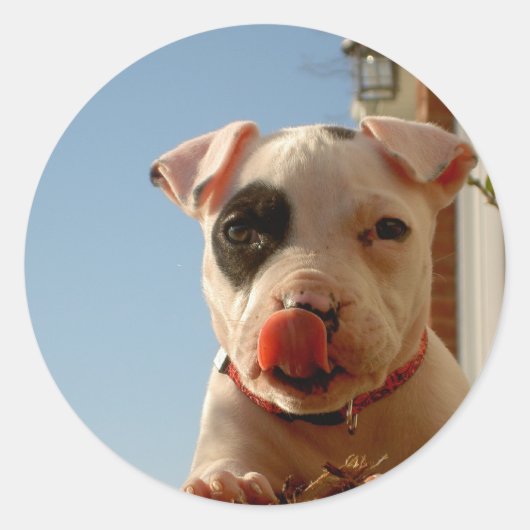 Pitbull stickers (Voorkant)