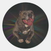 Pitbull Stickers (Voorkant)