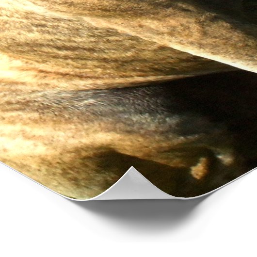 Pitbullcanvasafdruk Poster (Hoek)