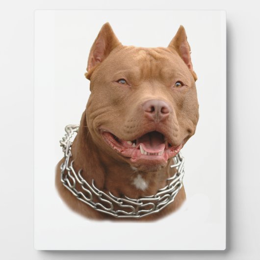 Pitbullehond Fotoplaat (Voorkant)