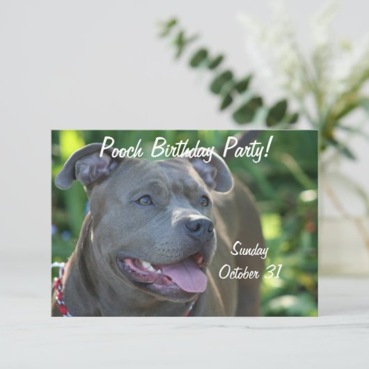 Pitbullehond Kaart (Staand voorkant)