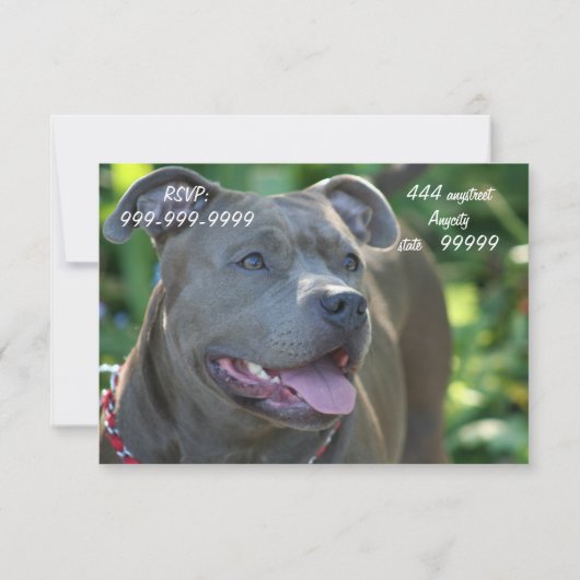 Pitbullehond Kaart (Achterkant)