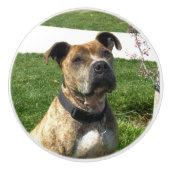 Pitbullehond Keramische Knop (Voorkant)