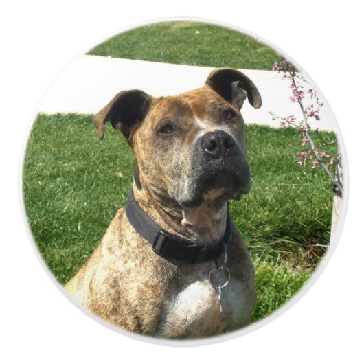 Pitbullehond Keramische Knop (Voorkant)