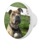 Pitbullehond Keramische Knop (Rechts)