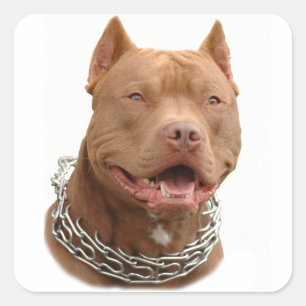 Pitbullehond Vierkante Sticker