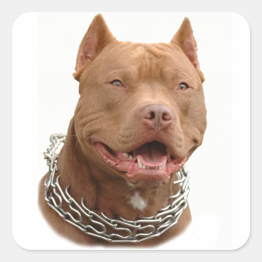 Pitbullehond Vierkante Sticker (Voorkant)