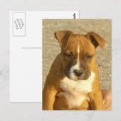 Pitbullpuppy briefkaart (Voorkant / Achterkant)